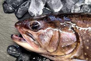 Brook trout